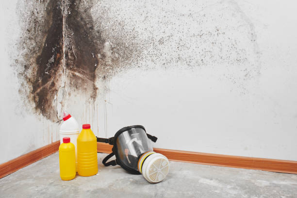 Cressona, PA Mold Inspection, Removal & Remediation Company